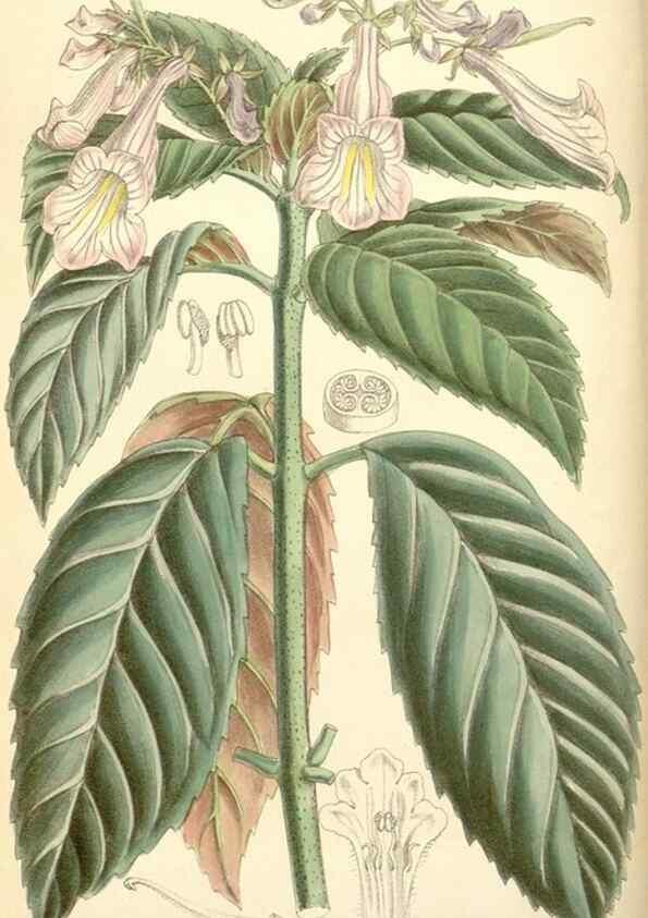 Reproducción/Reproduction 34588015723: Curtis's botanical magazine.. London ; New York [etc.] :Academic Press [etc.]