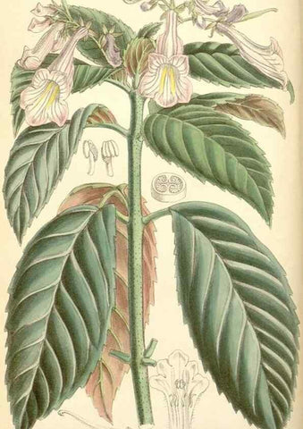Reproducción/Reproduction 34588015723: Curtis's botanical magazine.. London ; New York [etc.] :Academic Press [etc.]