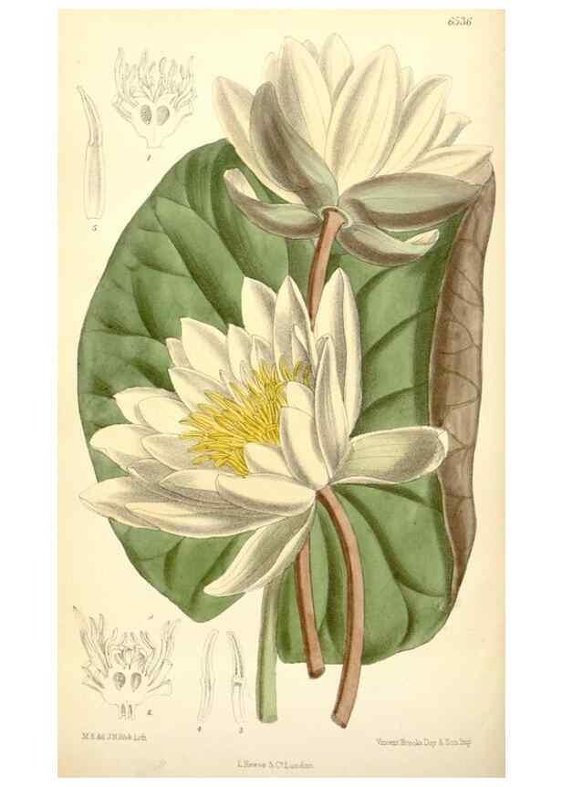 Reproducción/Reproduction 34588012683: Curtis's botanical magazine.. London ; New York [etc.] :Academic Press [etc.]