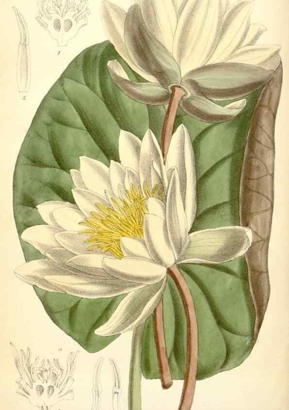 Reproducción/Reproduction 34588012683: Curtis's botanical magazine.. London ; New York [etc.] :Academic Press [etc.]