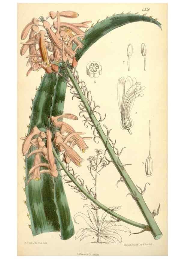 Reproducción/Reproduction 35397185725: Curtis's botanical magazine.. London ; New York [etc.] :Academic Press [etc.]