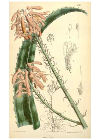 Reproducción/Reproduction 35397185725: Curtis's botanical magazine.. London ; New York [etc.] :Academic Press [etc.]