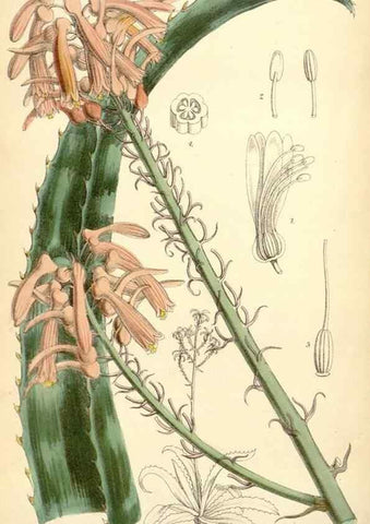 Reproducción/Reproduction 35397185725: Curtis's botanical magazine.. London ; New York [etc.] :Academic Press [etc.]