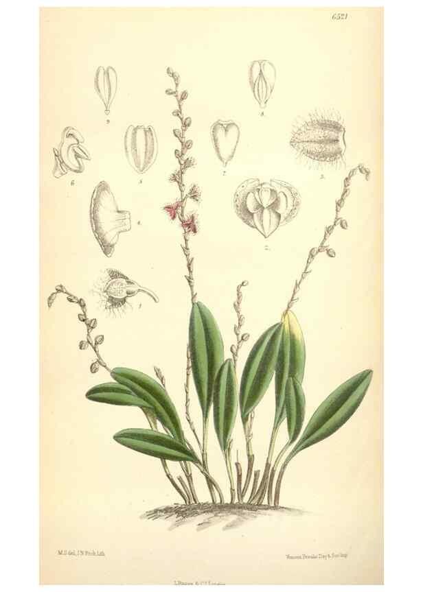 Reproducción/Reproduction 35397187915: Curtis's botanical magazine.. London ; New York [etc.] :Academic Press [etc.]