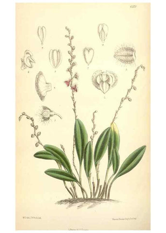 Reproducción/Reproduction 35397187915: Curtis's botanical magazine.. London ; New York [etc.] :Academic Press [etc.]
