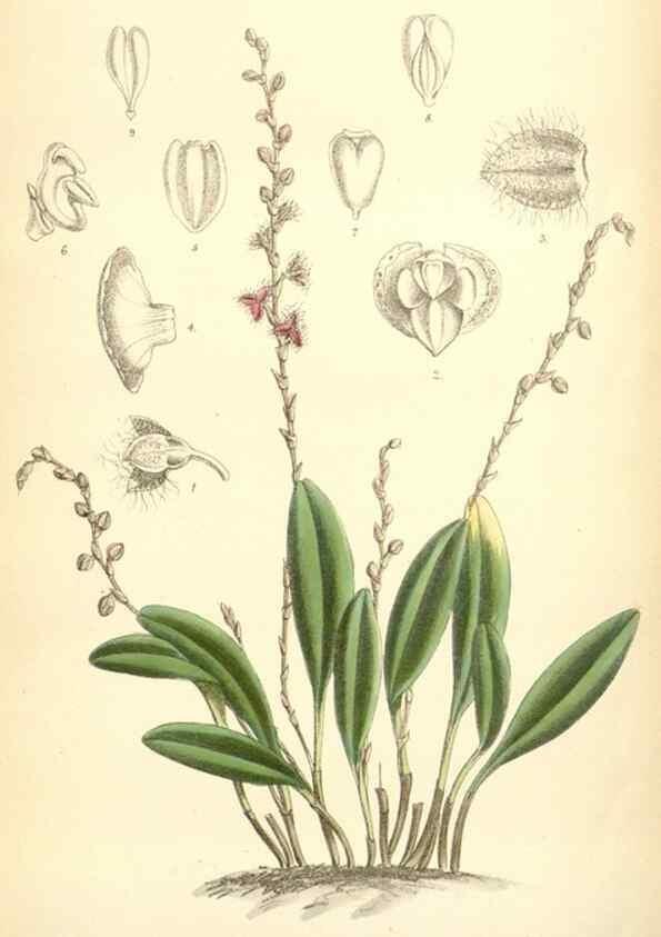 Reproducción/Reproduction 35397187915: Curtis's botanical magazine.. London ; New York [etc.] :Academic Press [etc.]