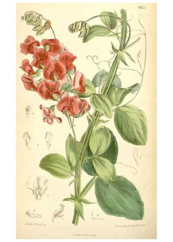 Reproducción/Reproduction 35397190725: Curtis's botanical magazine.. London ; New York [etc.] :Academic Press [etc.]
