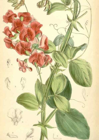 Reproducción/Reproduction 35397190725: Curtis's botanical magazine.. London ; New York [etc.] :Academic Press [etc.]