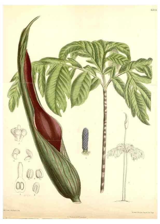Reproducción/Reproduction 35397192605: Curtis's botanical magazine.. London ; New York [etc.] :Academic Press [etc.]