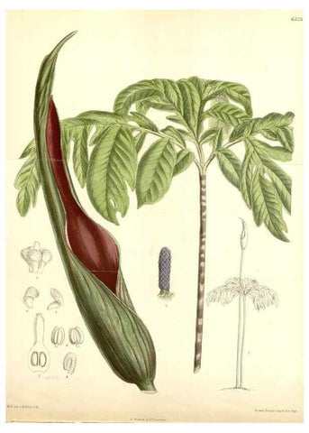 Reproducción/Reproduction 35397192605: Curtis's botanical magazine.. London ; New York [etc.] :Academic Press [etc.]