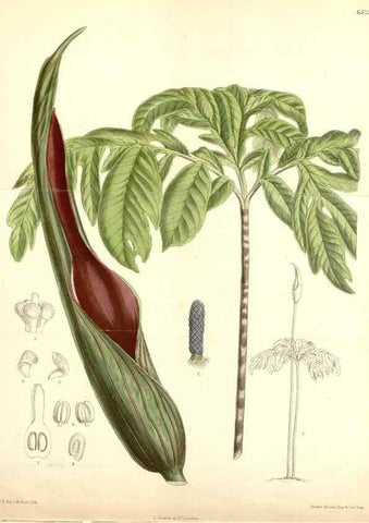 Reproducción/Reproduction 35397192605: Curtis's botanical magazine.. London ; New York [etc.] :Academic Press [etc.]