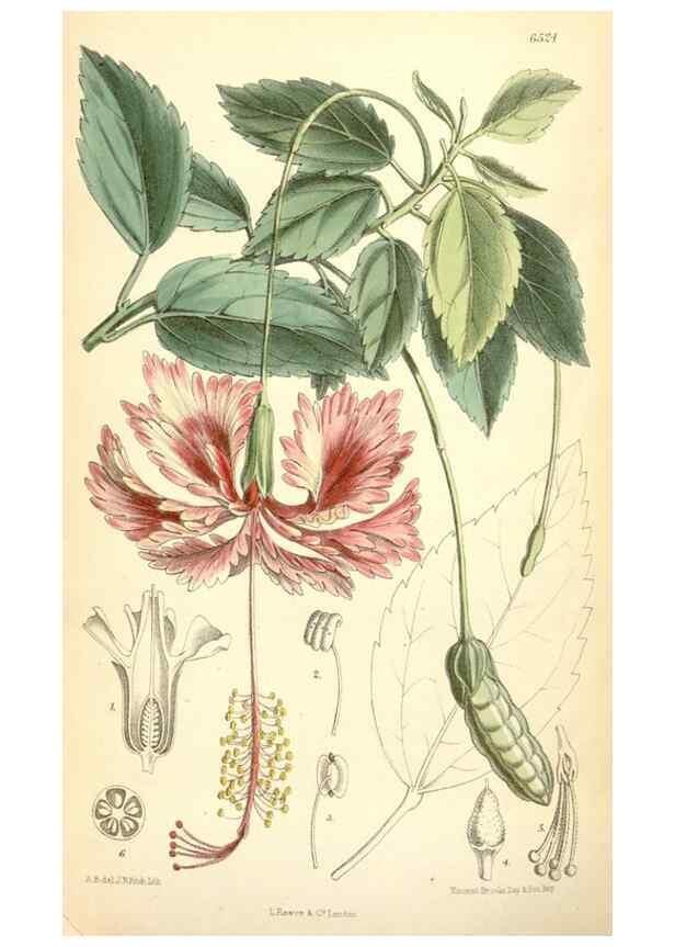 Reproducción/Reproduction 35397196415: Curtis's botanical magazine.. London ; New York [etc.] :Academic Press [etc.]