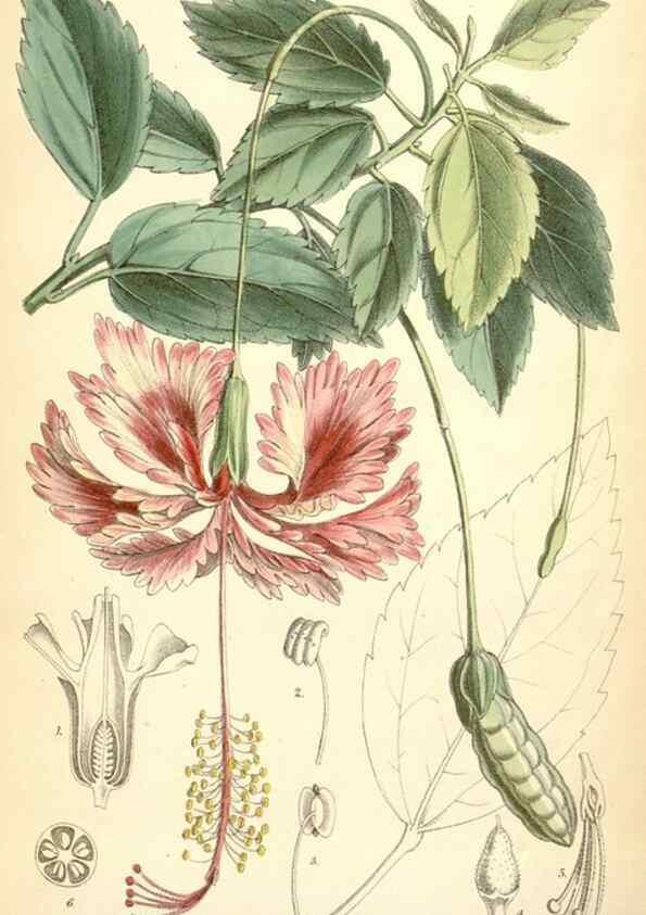 Reproducción/Reproduction 35397196415: Curtis's botanical magazine.. London ; New York [etc.] :Academic Press [etc.]