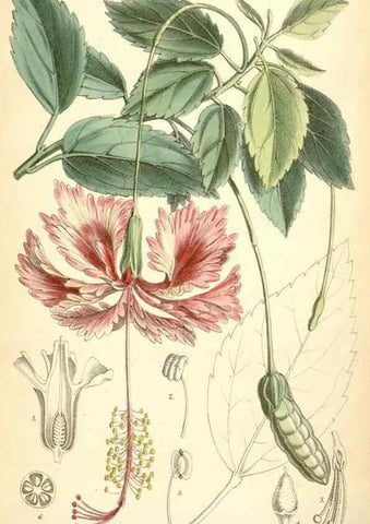 Reproducción/Reproduction 35397196415: Curtis's botanical magazine.. London ; New York [etc.] :Academic Press [etc.]