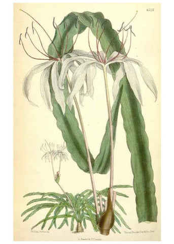 Reproducción/Reproduction 35230943142: Curtis's botanical magazine.. London ; New York [etc.] :Academic Press [etc.]
