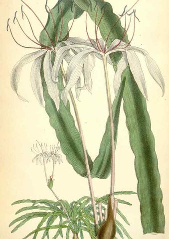 Reproducción/Reproduction 35230943142: Curtis's botanical magazine.. London ; New York [etc.] :Academic Press [etc.]