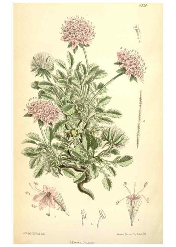 Reproducción/Reproduction 35230946102: Curtis's botanical magazine.. London ; New York [etc.] :Academic Press [etc.]