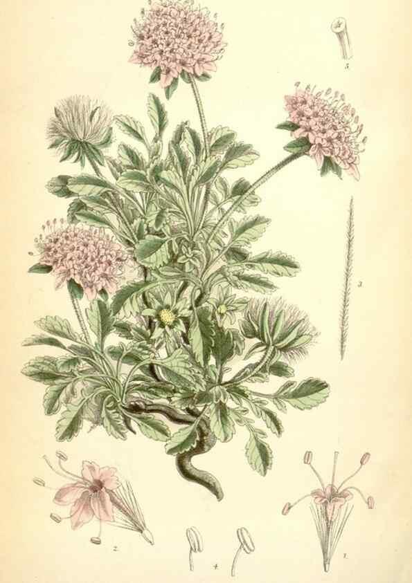 Reproducción/Reproduction 35230946102: Curtis's botanical magazine.. London ; New York [etc.] :Academic Press [etc.]