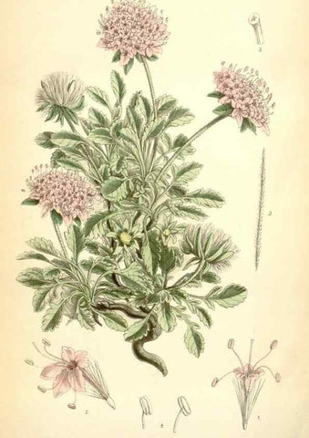 Reproducción/Reproduction 35230946102: Curtis's botanical magazine.. London ; New York [etc.] :Academic Press [etc.]