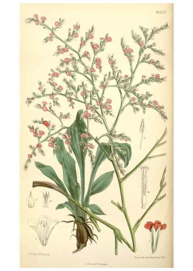 Reproducción/Reproduction 34588014003: Curtis's botanical magazine.. London ; New York [etc.] :Academic Press [etc.]