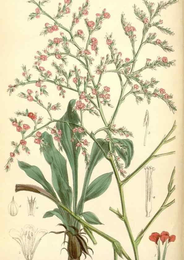 Reproducción/Reproduction 34588014003: Curtis's botanical magazine.. London ; New York [etc.] :Academic Press [etc.]