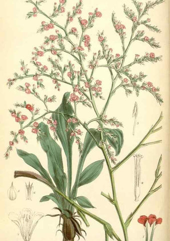 Reproducción/Reproduction 34588014003: Curtis's botanical magazine.. London ; New York [etc.] :Academic Press [etc.]