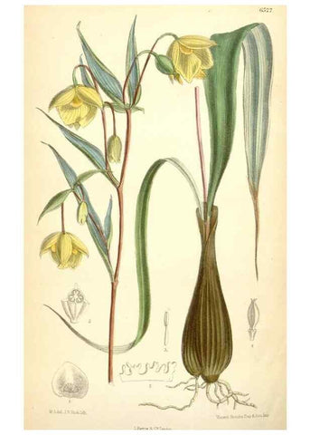 Reproducción/Reproduction 35230949722: Curtis's botanical magazine.. London ; New York [etc.] :Academic Press [etc.]