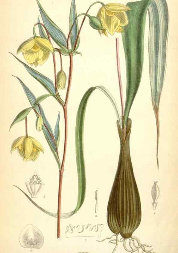 Reproducción/Reproduction 35230949722: Curtis's botanical magazine.. London ; New York [etc.] :Academic Press [etc.]