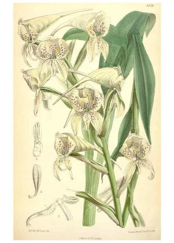 Reproducción/Reproduction 35230956462: Curtis's botanical magazine.. London ; New York [etc.] :Academic Press [etc.]