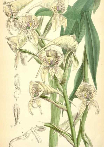 Reproducción/Reproduction 35230956462: Curtis's botanical magazine.. London ; New York [etc.] :Academic Press [etc.]