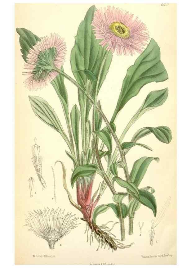 Reproducción/Reproduction 35230959422: Curtis's botanical magazine.. London ; New York [etc.] :Academic Press [etc.]