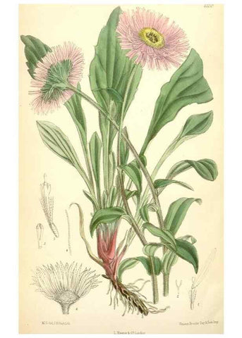Reproducción/Reproduction 35230959422: Curtis's botanical magazine.. London ; New York [etc.] :Academic Press [etc.]