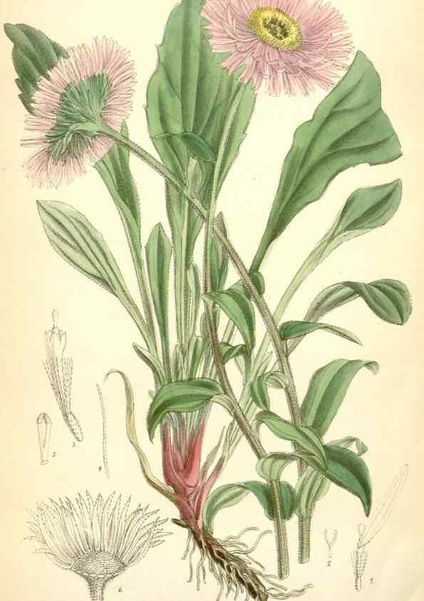 Reproducción/Reproduction 35230959422: Curtis's botanical magazine.. London ; New York [etc.] :Academic Press [etc.]