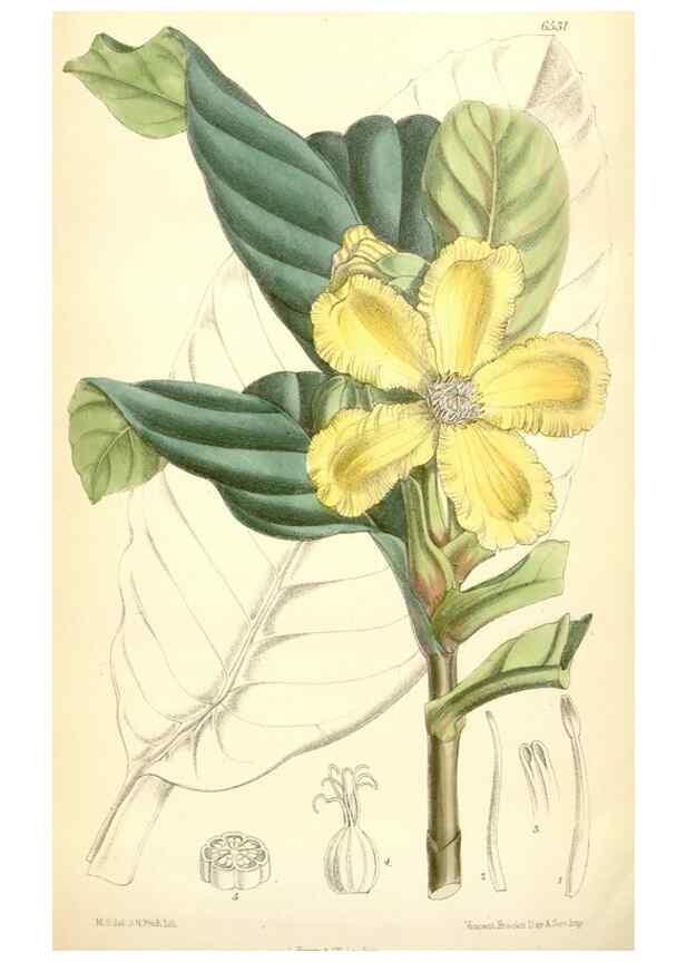 Reproducción/Reproduction 35267823891: Curtis's botanical magazine.. London ; New York [etc.] :Academic Press [etc.]