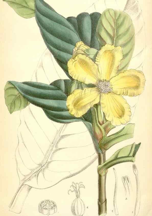 Reproducción/Reproduction 35267823891: Curtis's botanical magazine.. London ; New York [etc.] :Academic Press [etc.]