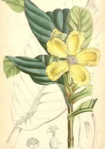 Reproducción/Reproduction 35267823891: Curtis's botanical magazine.. London ; New York [etc.] :Academic Press [etc.]