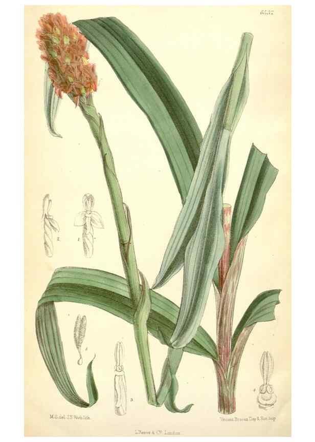 Reproducción/Reproduction 35267825411: Curtis's botanical magazine.. London ; New York [etc.] :Academic Press [etc.]