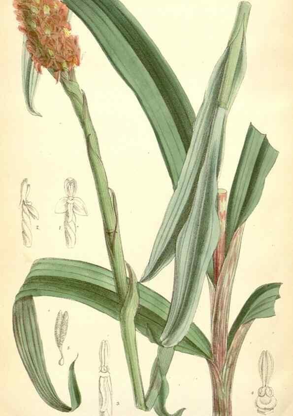 Reproducción/Reproduction 35267825411: Curtis's botanical magazine.. London ; New York [etc.] :Academic Press [etc.]