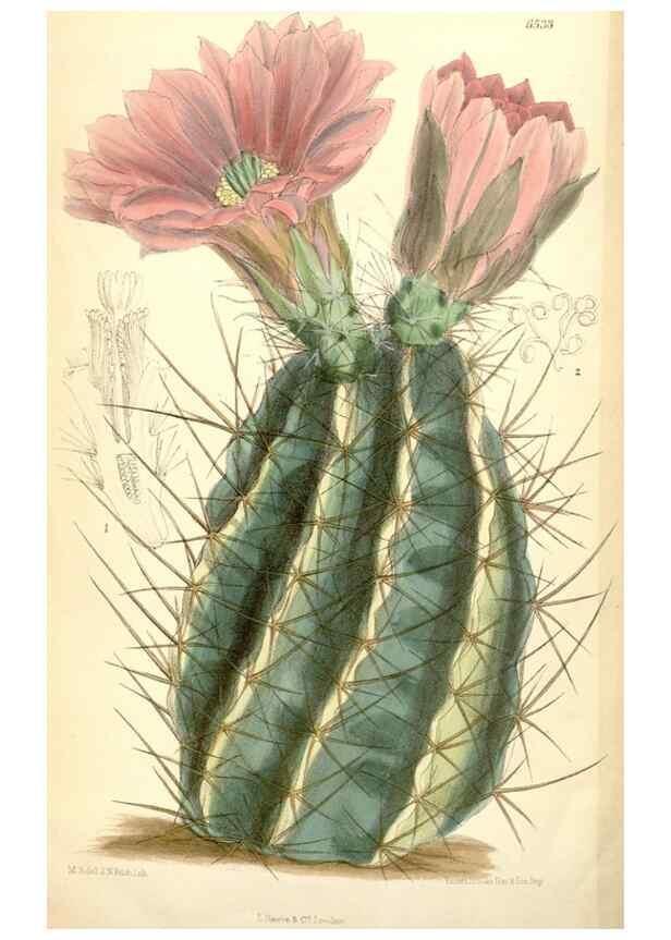 Reproducción/Reproduction 35267826381: Curtis's botanical magazine.. London ; New York [etc.] :Academic Press [etc.]