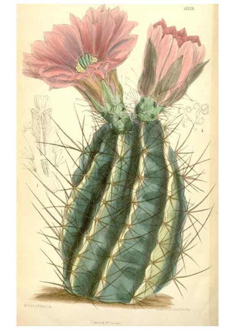 Reproducción/Reproduction 35267826381: Curtis's botanical magazine.. London ; New York [etc.] :Academic Press [etc.]