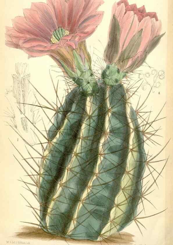 Reproducción/Reproduction 35267826381: Curtis's botanical magazine.. London ; New York [etc.] :Academic Press [etc.]