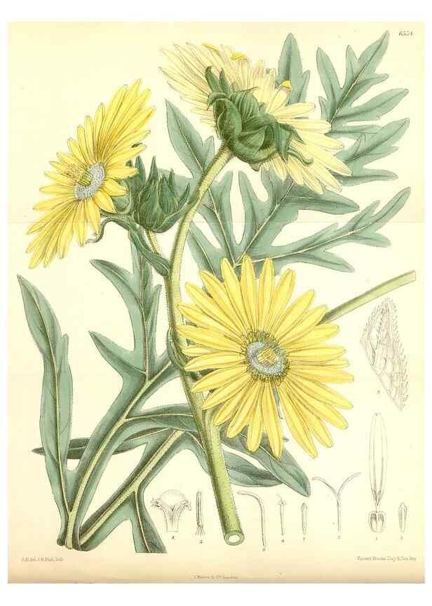 Reproducción/Reproduction 34588010253: Curtis's botanical magazine.. London ; New York [etc.] :Academic Press [etc.]