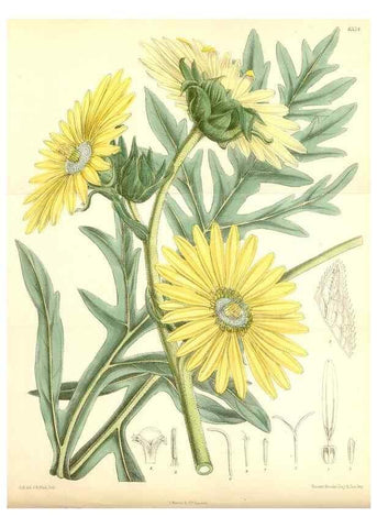 Reproducción/Reproduction 34588010253: Curtis's botanical magazine.. London ; New York [etc.] :Academic Press [etc.]