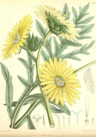 Reproducción/Reproduction 34588010253: Curtis's botanical magazine.. London ; New York [etc.] :Academic Press [etc.]