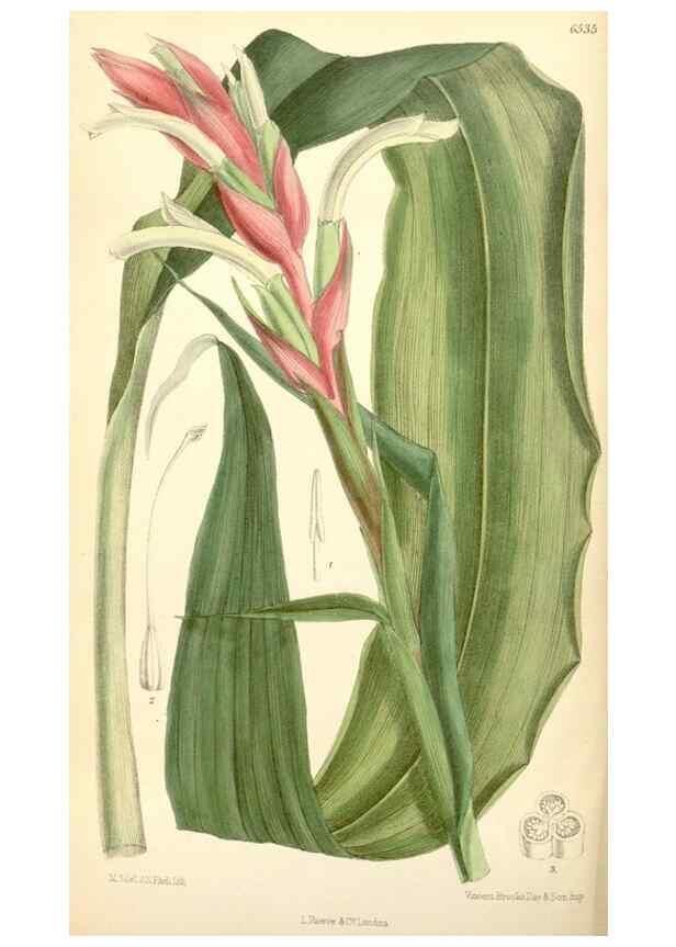 Reproducción/Reproduction 34588011423: Curtis's botanical magazine.. London ; New York [etc.] :Academic Press [etc.]