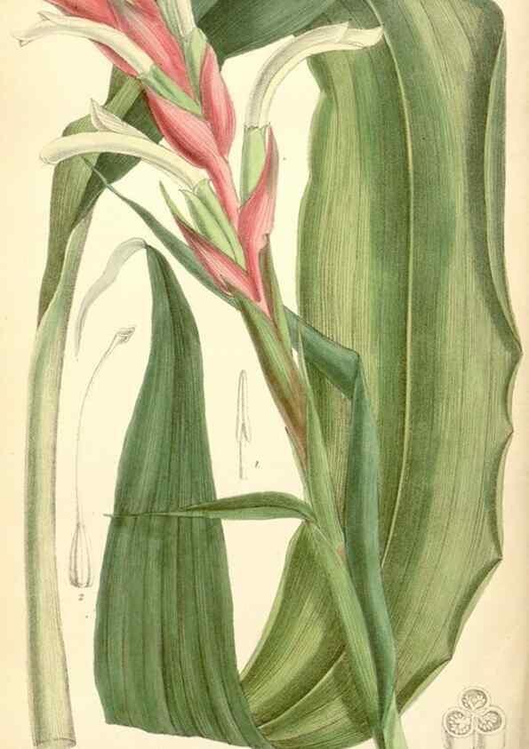 Reproducción/Reproduction 34588011423: Curtis's botanical magazine.. London ; New York [etc.] :Academic Press [etc.]