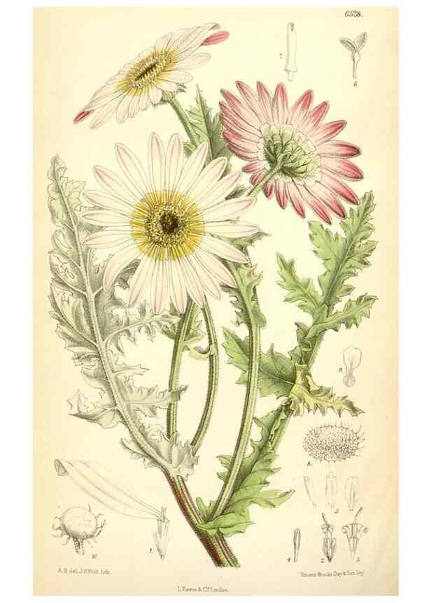 Reproducción/Reproduction 35230953312: Curtis's botanical magazine.. London ; New York [etc.] :Academic Press [etc.]