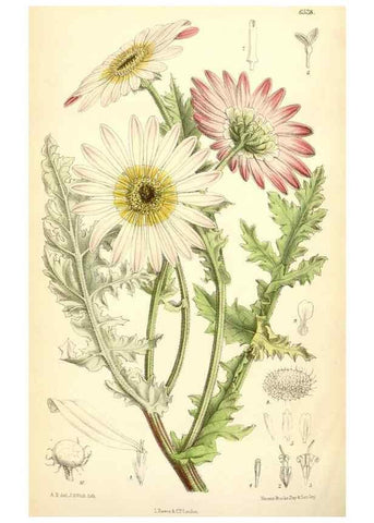 Reproducción/Reproduction 35230953312: Curtis's botanical magazine.. London ; New York [etc.] :Academic Press [etc.]