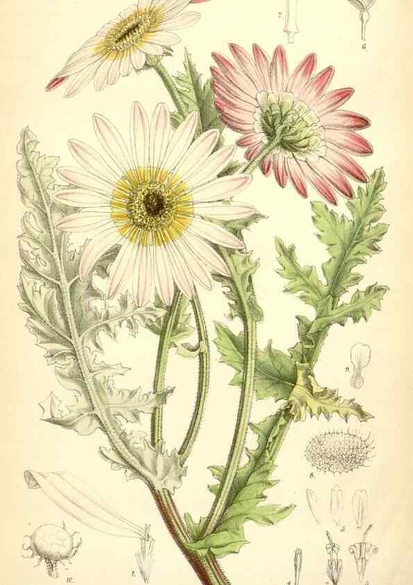 Reproducción/Reproduction 35230953312: Curtis's botanical magazine.. London ; New York [etc.] :Academic Press [etc.]