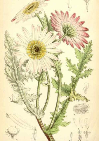 Reproducción/Reproduction 35230953312: Curtis's botanical magazine.. London ; New York [etc.] :Academic Press [etc.]